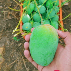 Talala Gir Kesar Mango