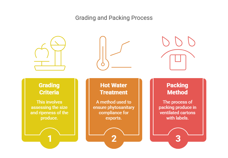 Grading and Packing Process